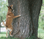 Excited dog at the bottom of a tree