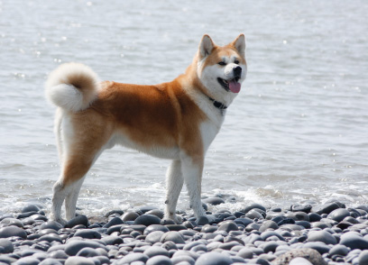 Akita Breed Information Illustration