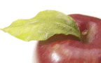 MetPet.com apple with leaf