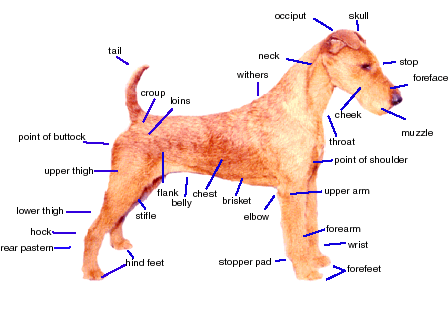 dog_parts.gif (30019 bytes)