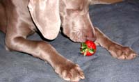MetPet.com Weimaraner puppy with strawberry