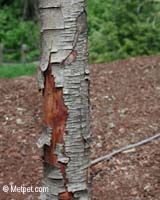 Cat scratching post candidate: not right tree trunk 