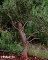 Cat scratching post candidate: moderately acceptable pine tree trunk