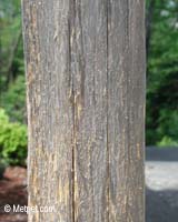 Cat scratching post candidate: just right split rail fence post