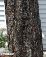 Cat scratching post candidate: just right rough bark tree trunk 