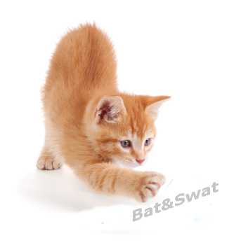 Bat&Swat Cat Toys