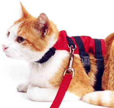 Cat WalkingJacket