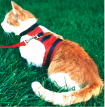 metpet walking jacket