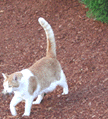 MetPet.com tabby cat with garden bark dust mulch